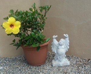 Yellow Petal with happy buddha