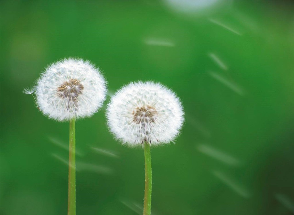 Dandelions